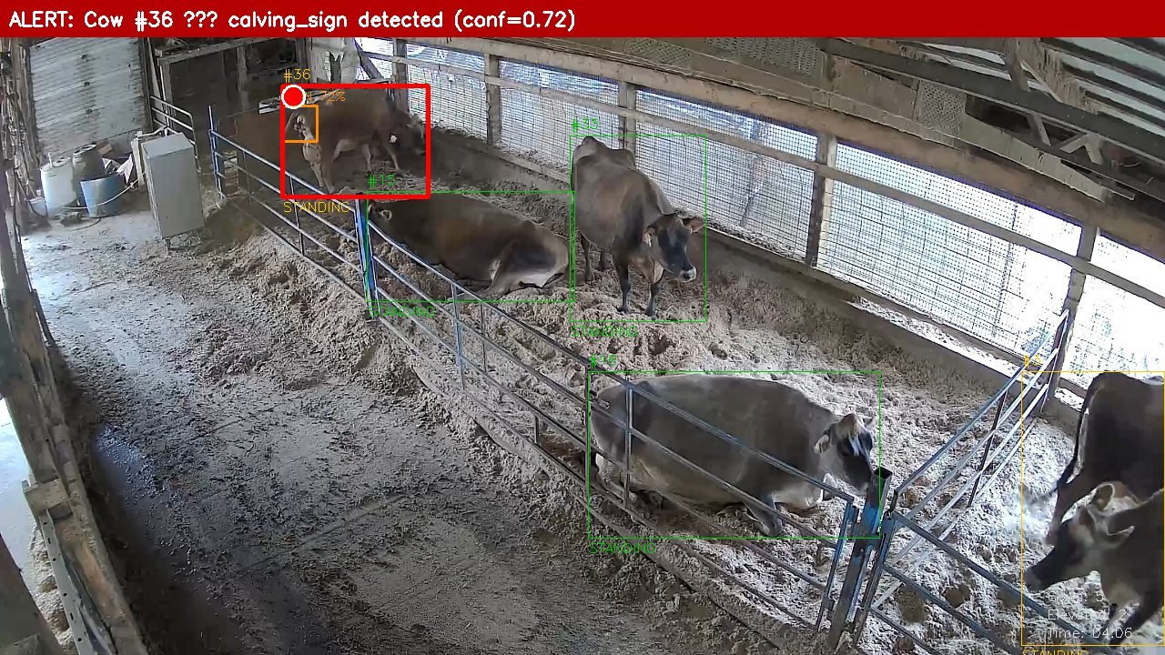 Алерт системы обнаружения отёла: bounding box по корове с признаком приближающегося отёла и уверенностью модели